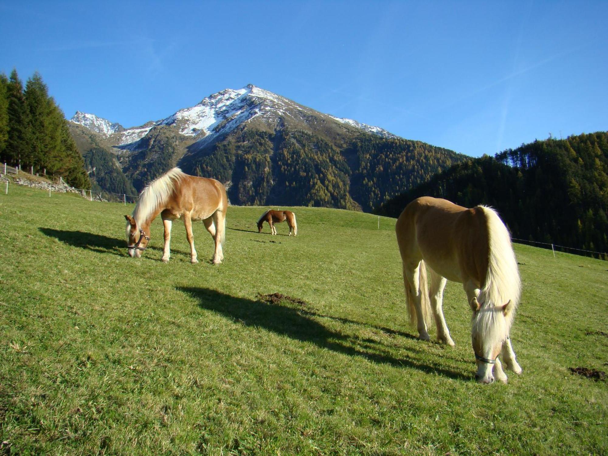 Bio & Reiterhof Der Veitenhof Umhausen Bagian luar foto